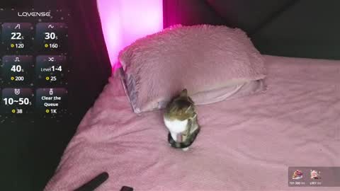 alahia online show from January 15, 2:17 am