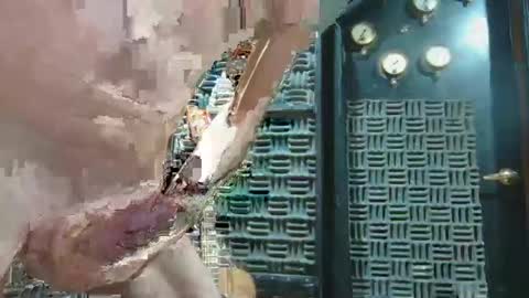 aussieraz online show from December 16, 7:00 pm