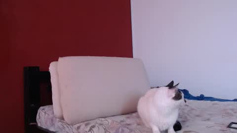 bayonette_black online show from September 20, 12:06 pm