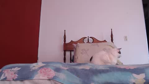 bayonette_black online show from October 4, 12:03 pm