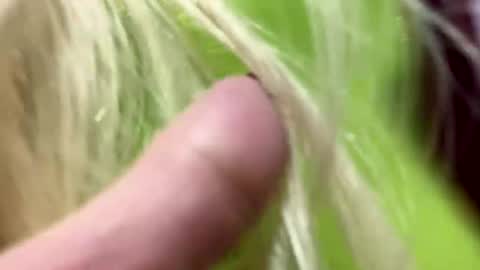 angela online show from January 1, 6:05 am