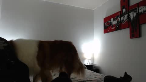 camila online show from March 8, 11:16 am