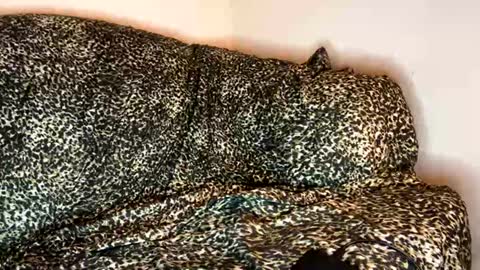 dove_love22 online show from November 10, 4:33 am