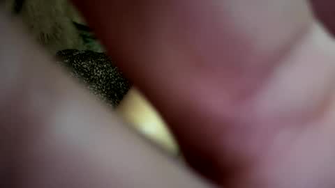 dove_love22 online show from November 21, 2:43 am