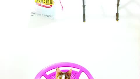 Diana online show from December 2, 12:40 pm