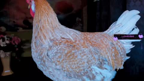 Eve online show from January 30, 11:34 pm