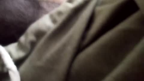 Arab Pronstar online show from January 5, 9:25 pm