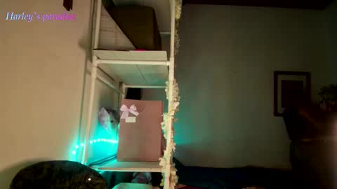 Snapshot of harleyparadise chatting on November 28, 6:16 am 900 am to 300 pm - GTM 5 Weekdays online show from November 28, 6:16 am