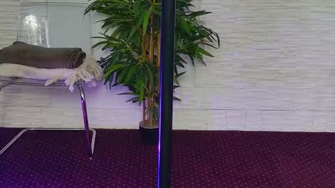 Celine online show from November 3, 5:31 am