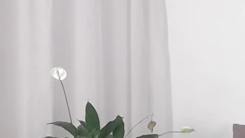 Help me with rate thanks  online show from February 19, 5:38 am