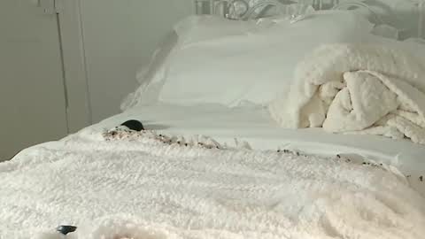 Snapshot of littlegreekflower chatting on February 1, 11:16 pm Audra A online show from February 1, 11:16 pm