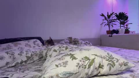 Snapshot of lovelorn_ chatting on November 14, 6:34 am Elsa online show from November 14, 6:34 am