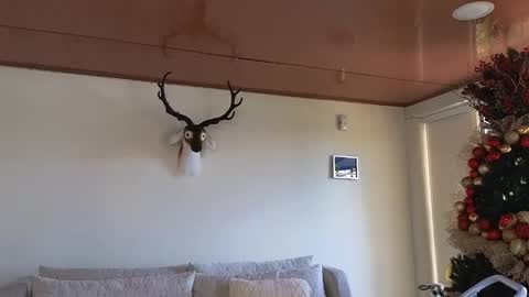 Snapshot of maximohoot chatting on December 8, 7:22 pm Sebastian online show from December 8, 7:22 pm