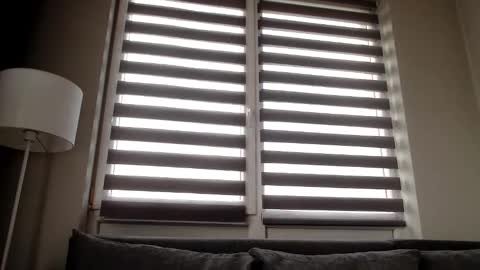 Melania online show from December 31, 11:53 am