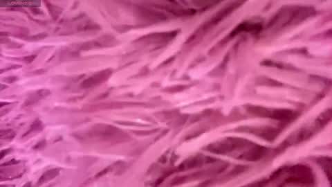 Amelia online show from November 15, 3:52 pm