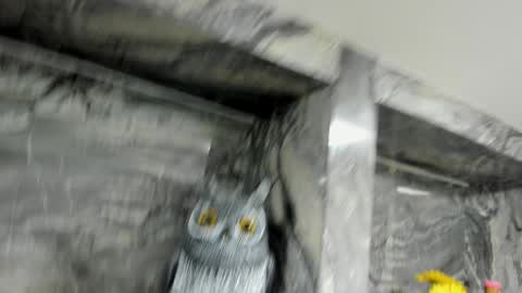 Snapshot of miss_danika chatting on October 1, 11:05 am Danika online show from October 1, 11:05 am