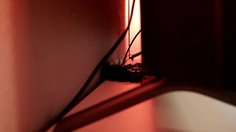 YOUR OWNER online show from March 1, 6:11 pm