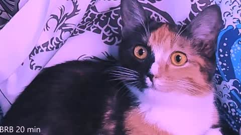 Monday-Friday 12-4 AM and 6-9 AM New York time online show from January 23, 11:36 pm