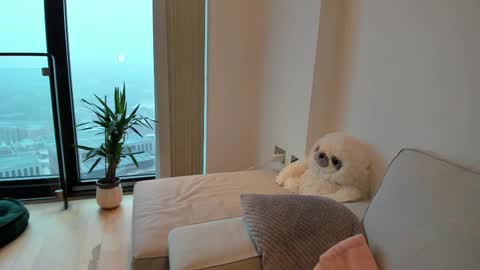 Gigi Chu  online show from February 15, 8:44 am