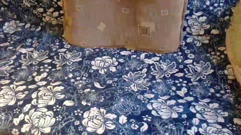 Lilly  online show from February 1, 12:47 pm