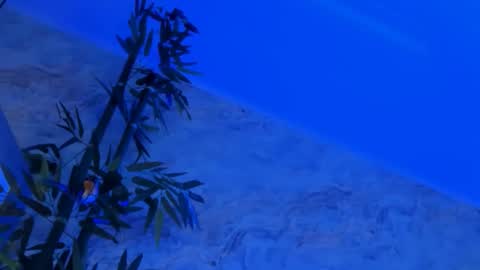 nyssawoodd online show from October 2, 2:46 pm