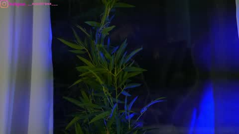 Snapshot of perfectt33n chatting on January 25, 12:37 pm Dee online show from January 25, 12:37 pm