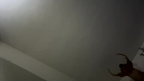 playerpleasure online show from November 9, 3:49 am