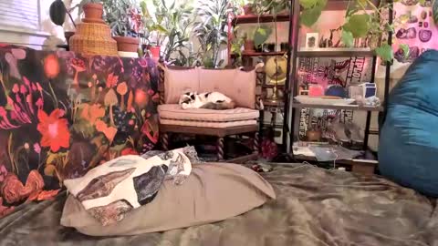 Goddess Pluto online show from January 31, 11:13 pm