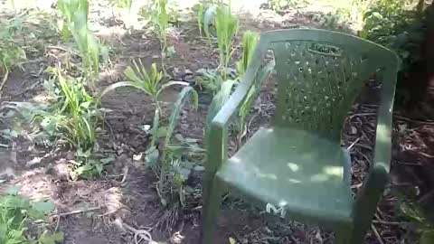 purebae online show from November 12, 8:59 am