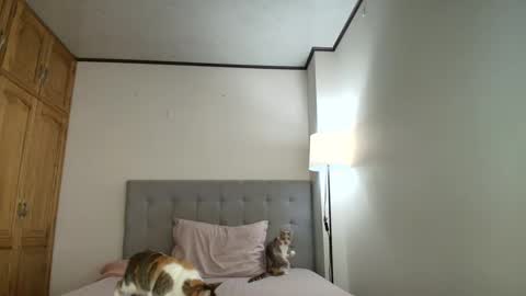 I am Rosa online show from October 19, 8:31 pm