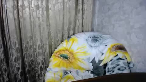 Snapshot of secretcandy222 chatting on March 1, 2:44 pm secretcandy222 online show from March 1, 2:44 pm