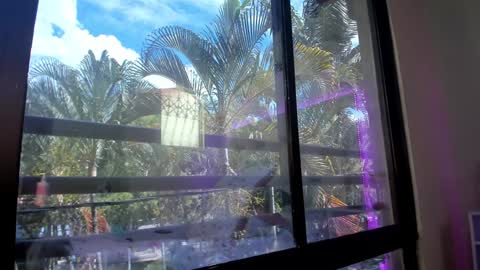 Shana online show from January 31, 5:32 pm