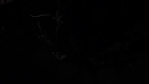 Snapshot of silverco68 chatting on January 13, 10:58 am notyourdaddy online show from January 13, 10:58 am