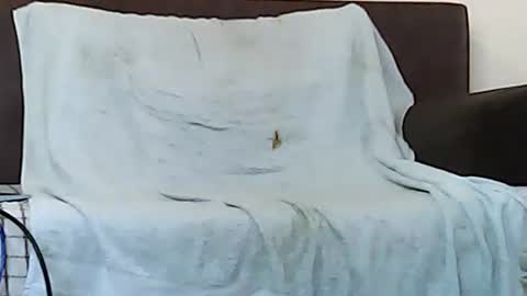 star0806666a online show from November 6, 10:05 am