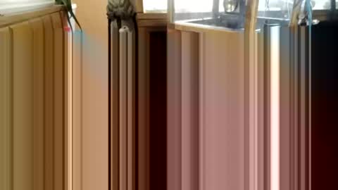 Snapshot of trypodman chatting on December 25, 3:49 pm trypodman online show from December 25, 3:49 pm