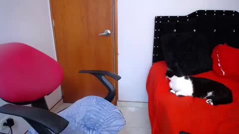 Eveling Blanco  online show from February 18, 5:53 pm