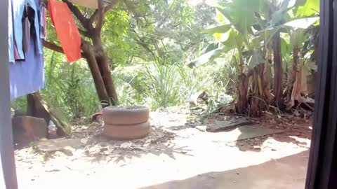 venus ... zeus sheer  online show from February 26, 5:07 pm