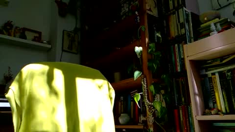 Viv online show from October 27, 12:09 pm