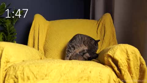 waynenorth online show from September 21, 3:13 pm