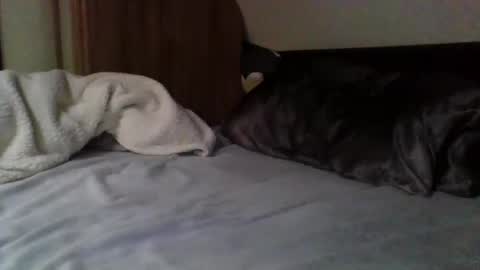 papa bear online show from February 9, 3:56 pm