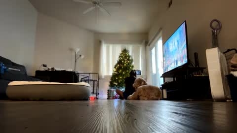 Palmela Handerson online show from December 18, 11:40 pm