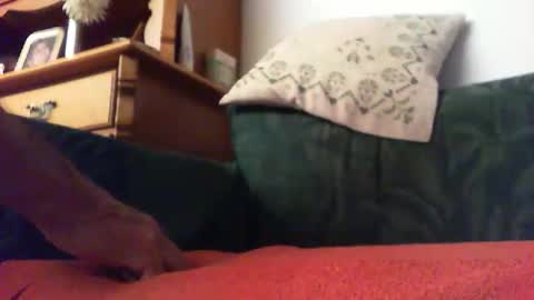 zevioo77 online show from September 14, 8:30 pm