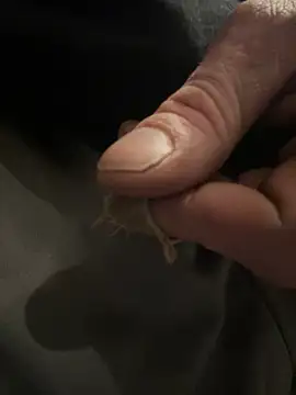 Followthepiper online show from February 5, 2:40 am