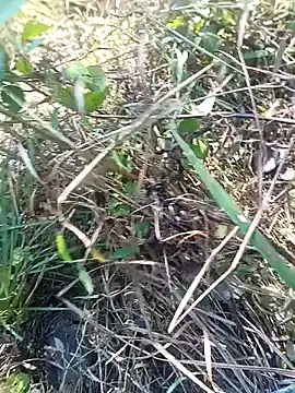 Nkumar173 online show from November 11, 5:51 am