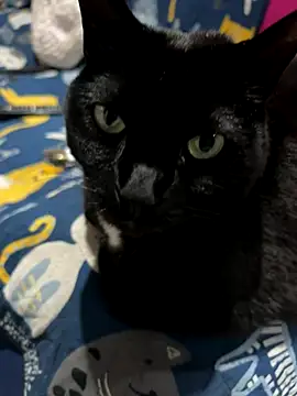 Shanonsex2 online show from September 16, 1:39 am