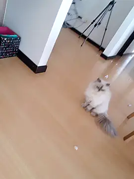  monicab online show from September 27, 2:55 pm