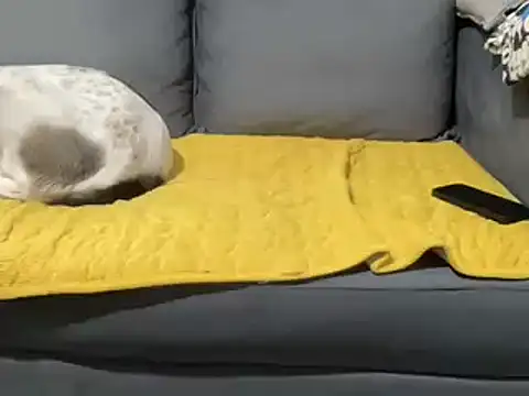 4small4inchlol online show from February 5, 1:54 pm