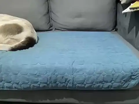 4small4inchlol online show from February 25, 5:47 pm