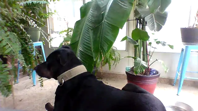 Snapshot of Big-Tits-McGee chatting on December 18, 4:13 pm Big-Tits-McGee online show from December 18, 4:13 pm