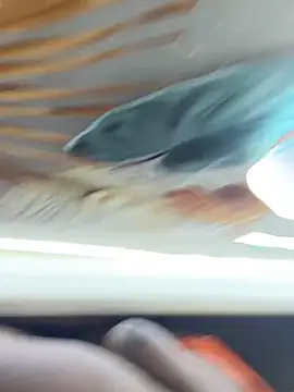 Snapshot of BigBossaNova69 chatting on October 8, 5:38 am BigBossaNova69 online show from October 8, 5:38 am